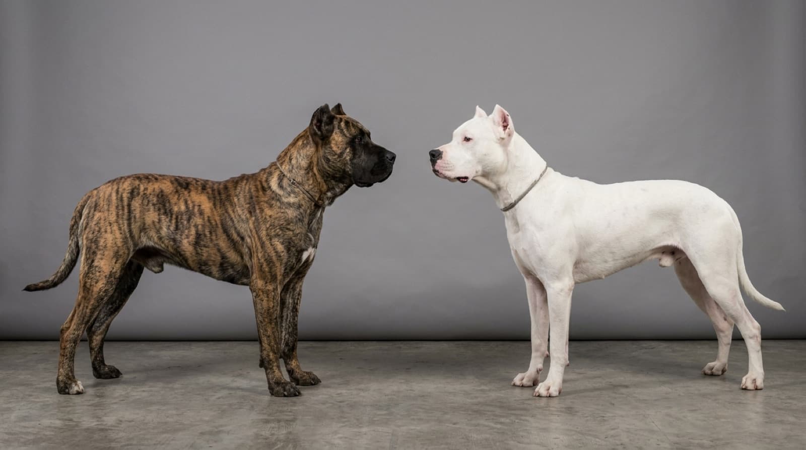 Un Perro de Presa Canario bardino junto a un Dogo Argentino blanco sobre fondo neutro