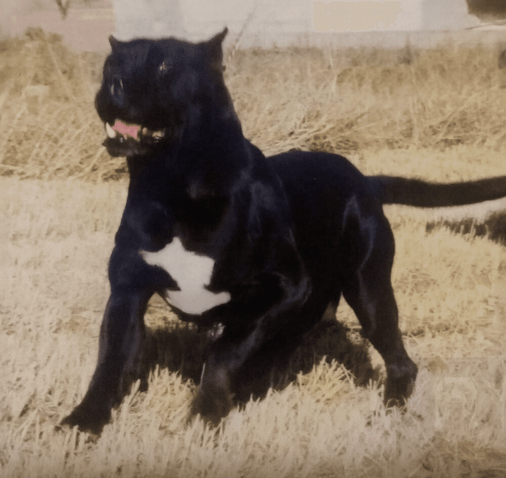 Negra de Irema Curtó