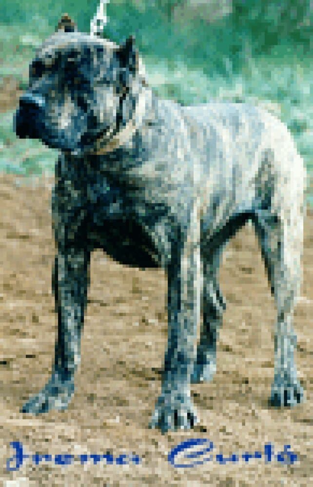 Tina de Irema Curtó