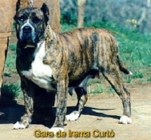 Gara de Irema Curtó