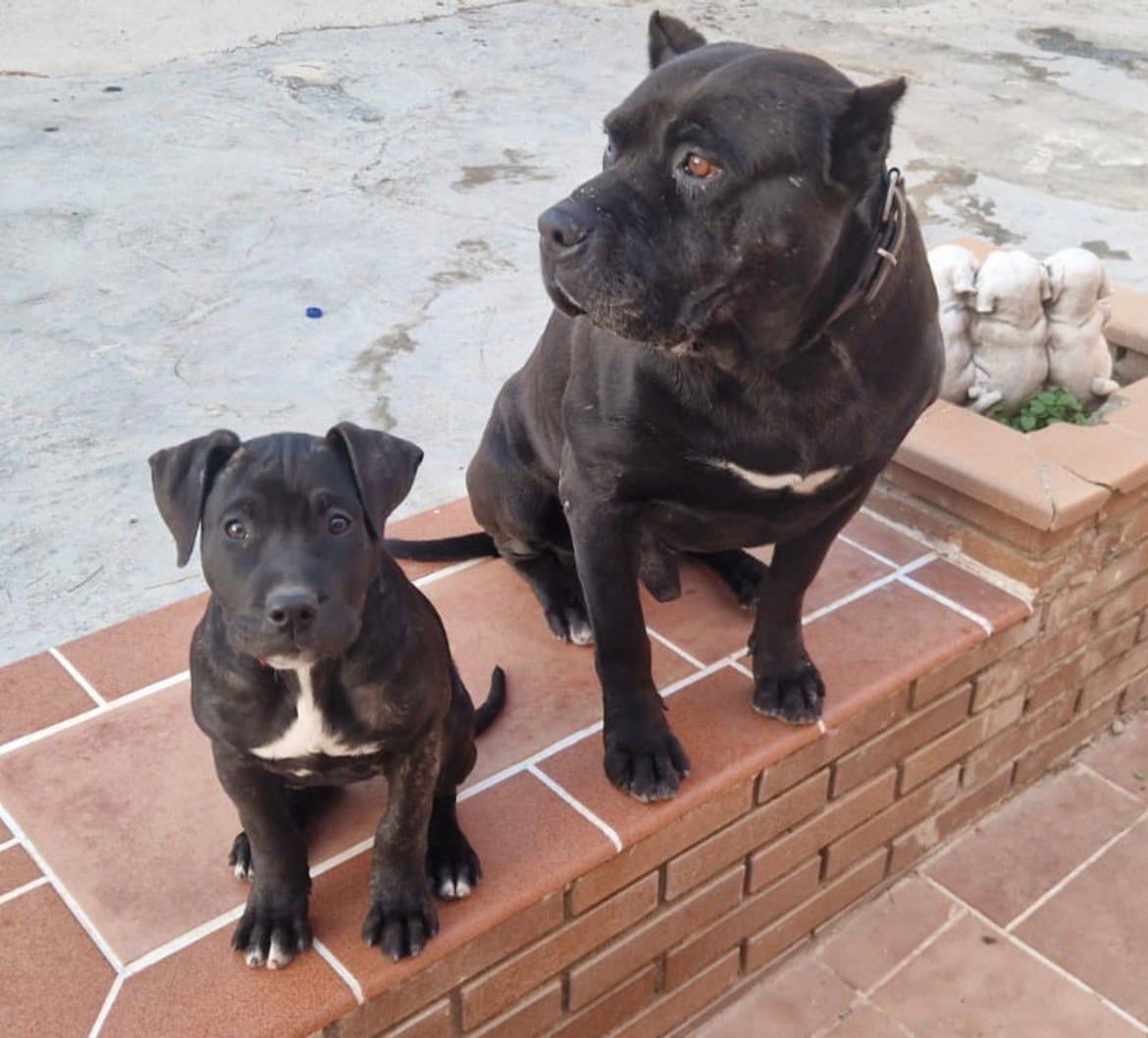 Vega de Irema Curtó