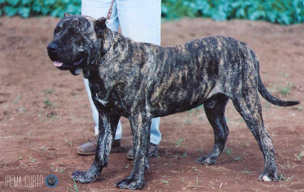 Nestor de Irema Curto