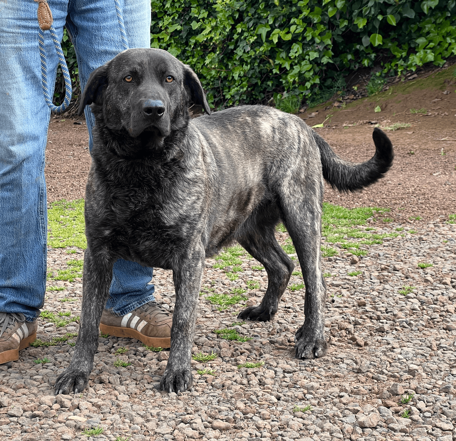 Arafo de Irema Curtó, Perro de Presa Canario del criadero Irema Curtó