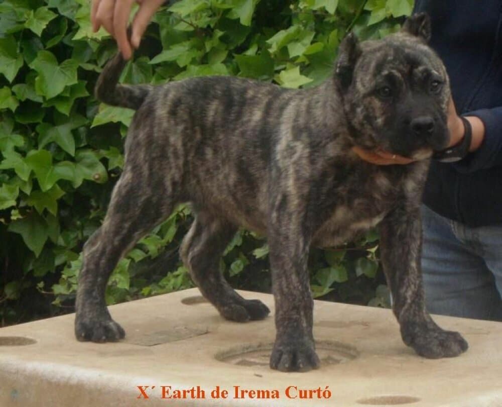 XEARTH DE IREMA CURTO