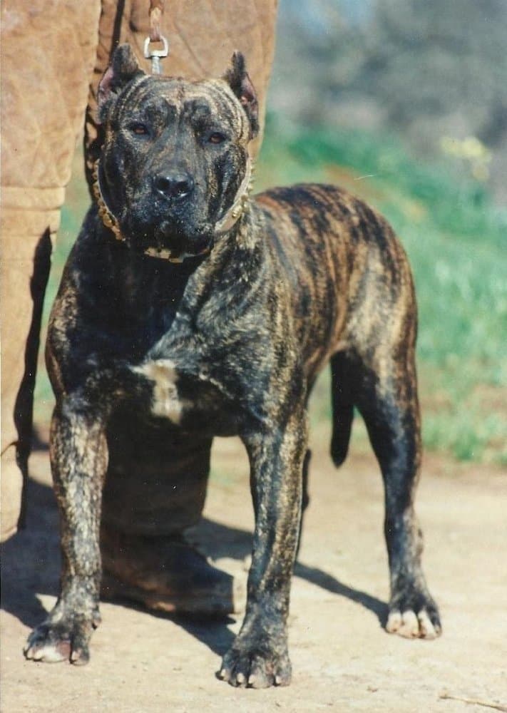 Dama de Irema Curtó