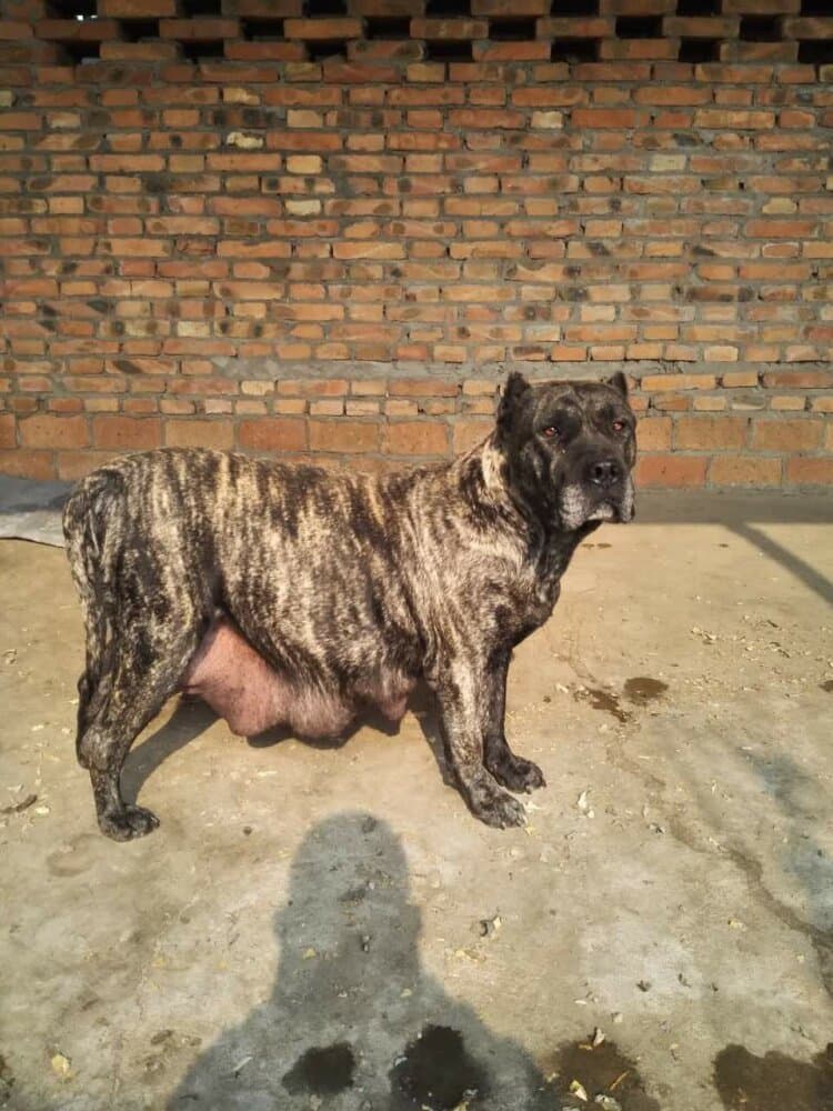 Lili de Irema Curtó, Perro de Presa Canario del criadero Irema Curtó
