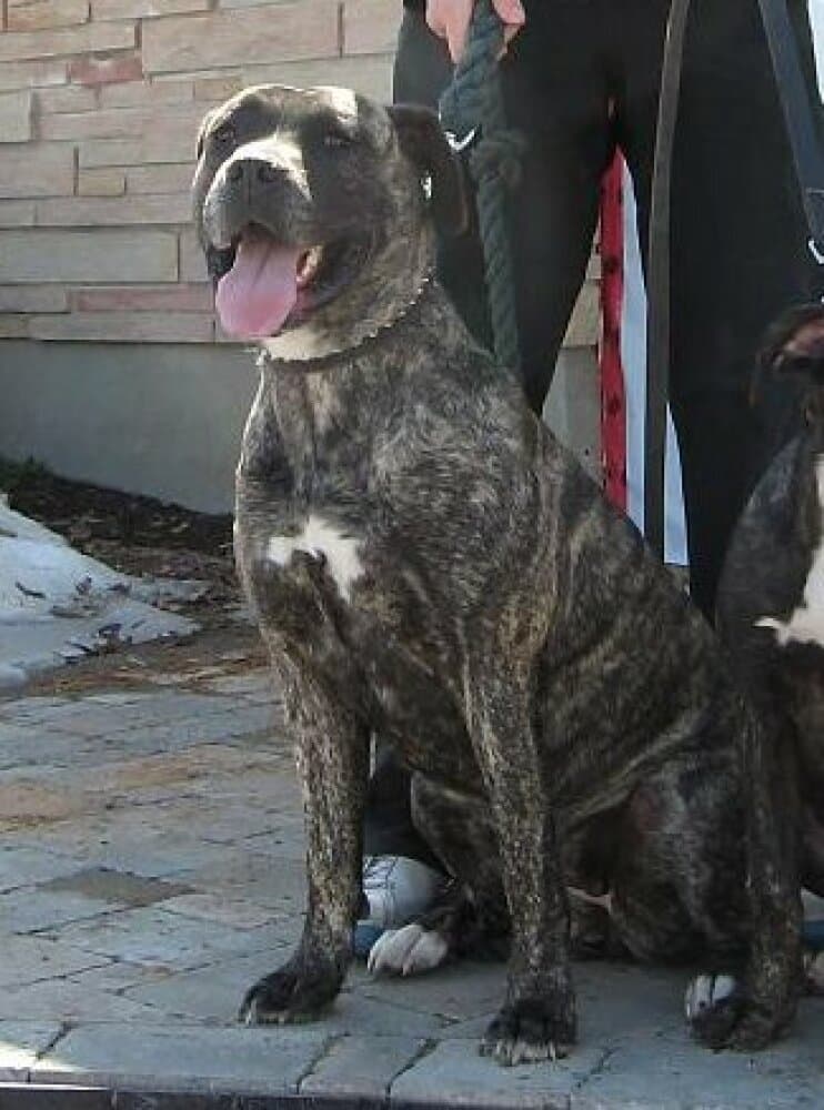 RILEY DE IREMA CURTO