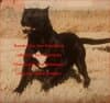 Negra de Irema Curtó