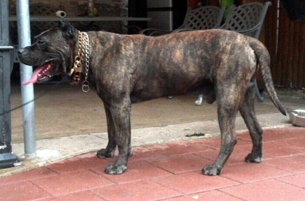 UNICO DE IREMA CURTO (BRUNO)