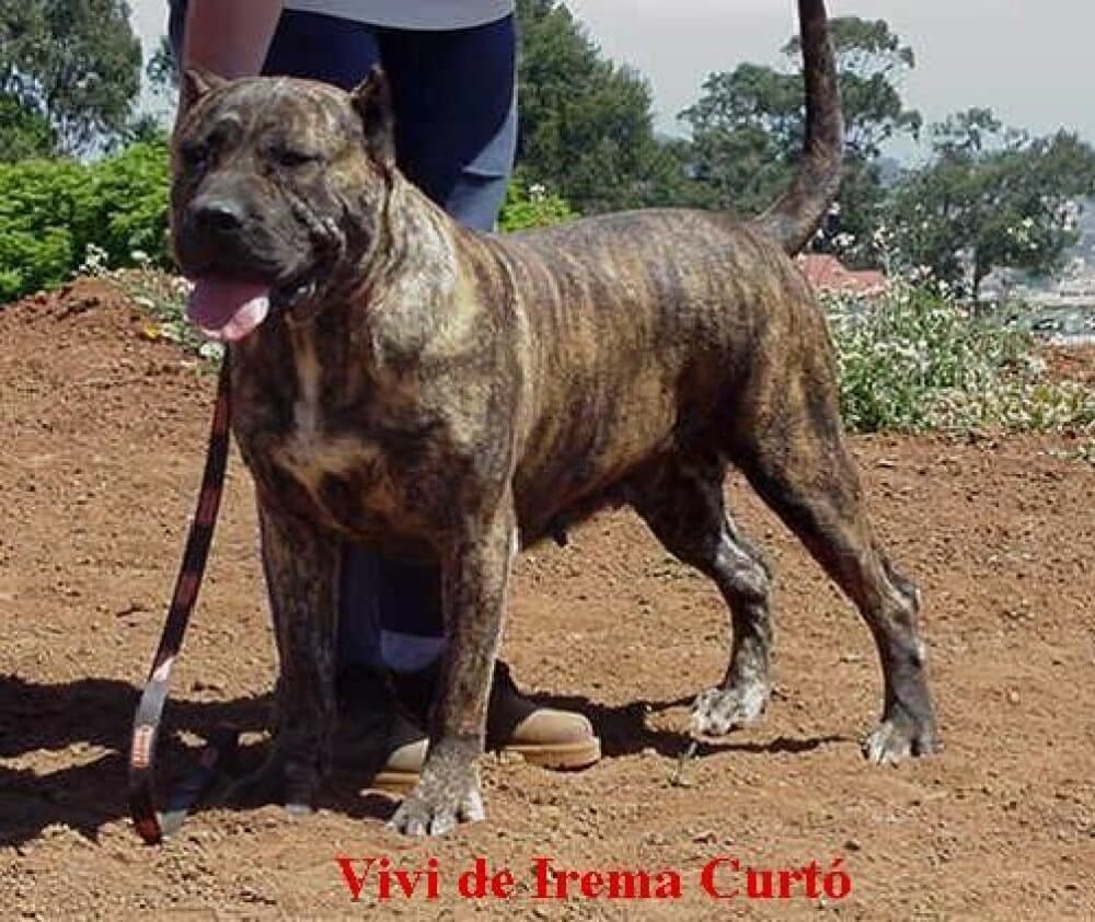 VIVI DE IREMA CURTO