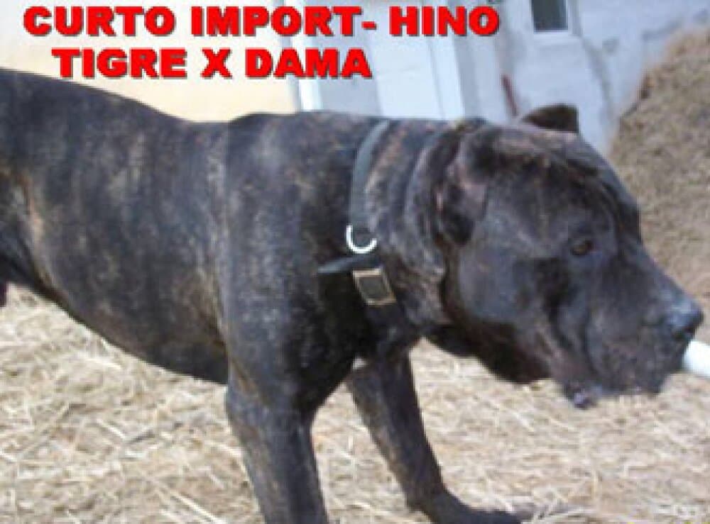 HINO DE IREMA CURTÓ