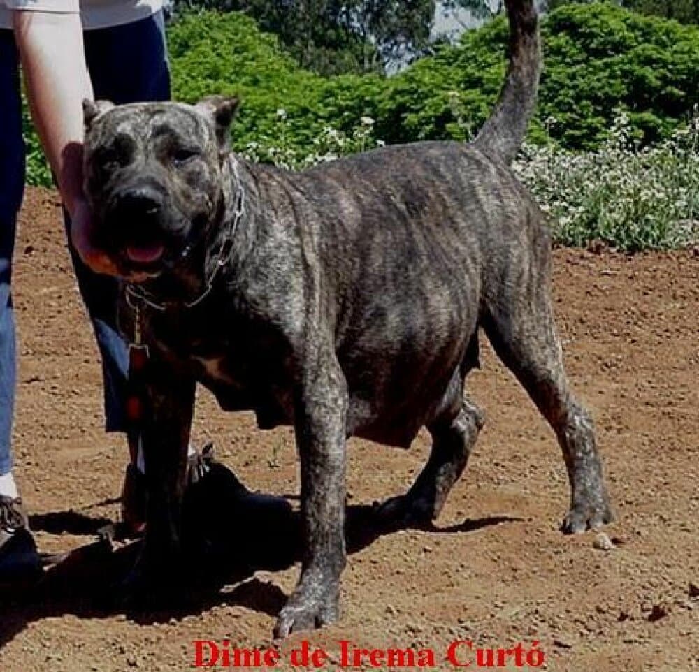 Dime de Irema Curto