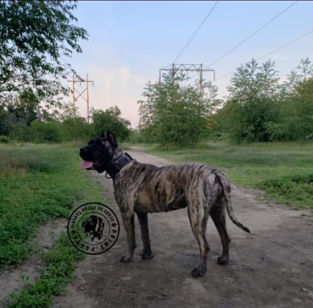 Wyka de Irema Curtó, Perro de Presa Canario del criadero Irema Curtó