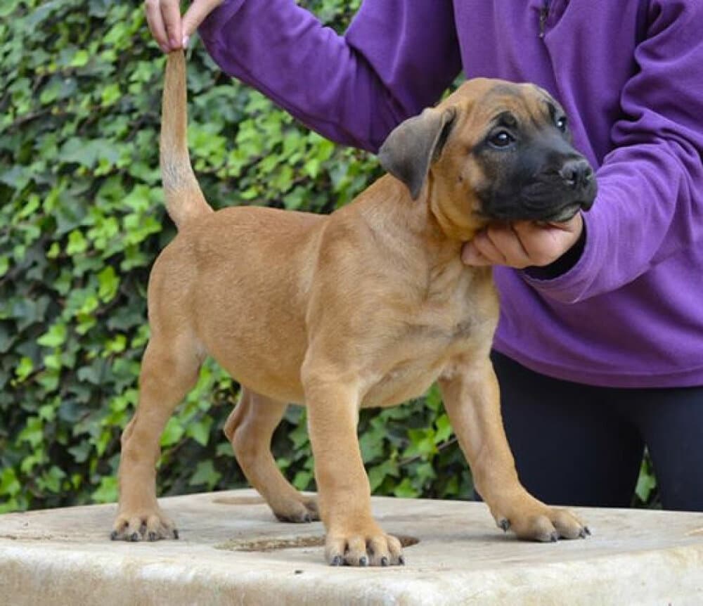 Xio de Irema Curtó, Perro de Presa Canario del criadero Irema Curtó