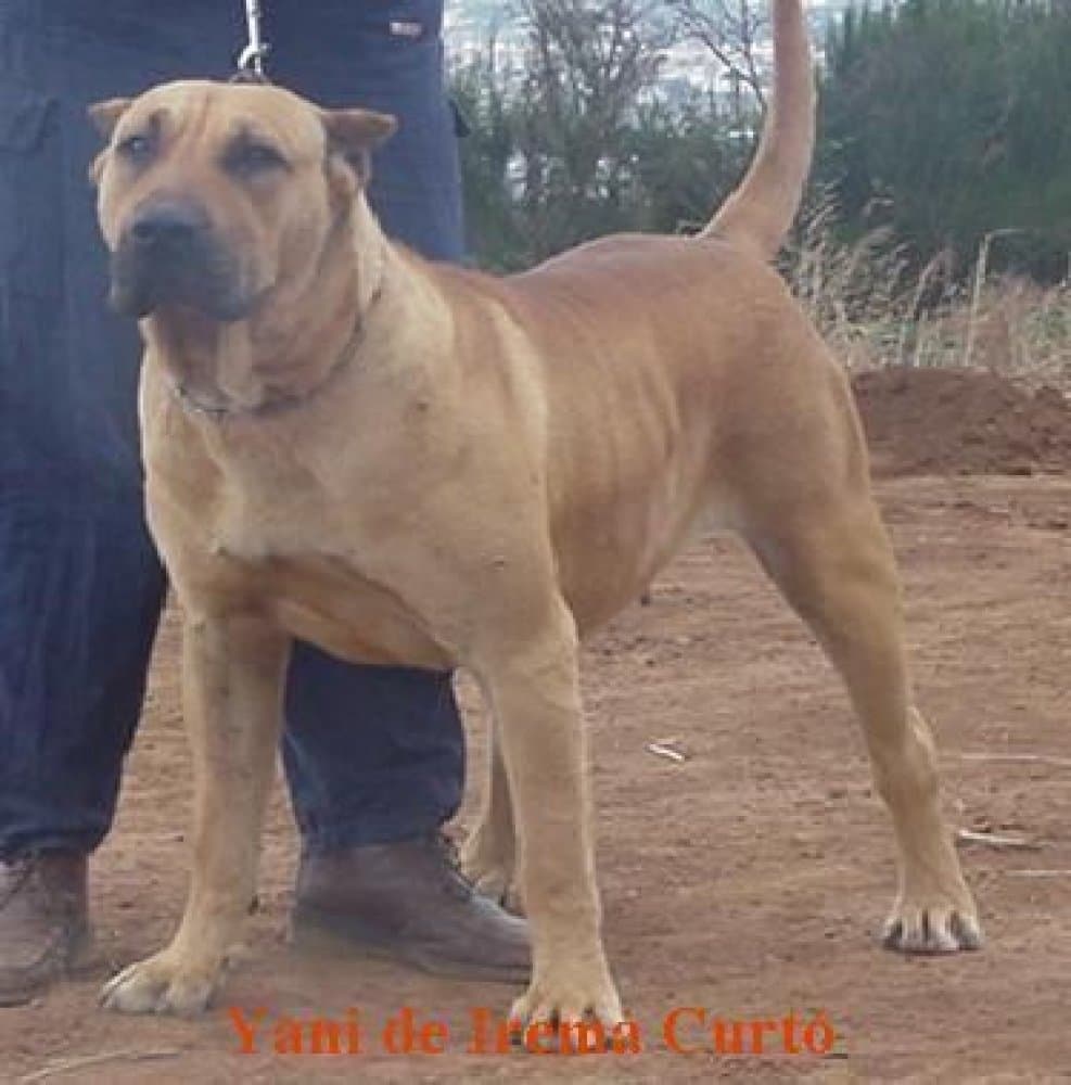 YANI DE IREMA CURTÓ