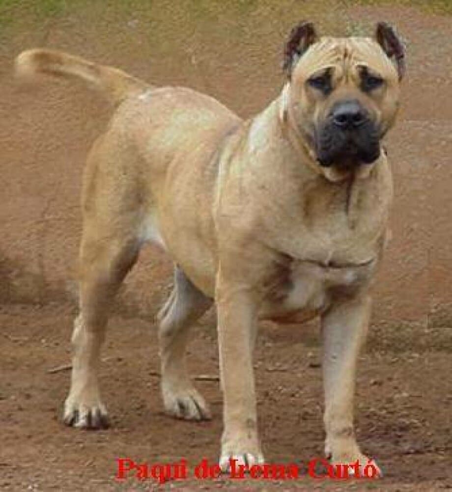 Paqui de Irema Curto