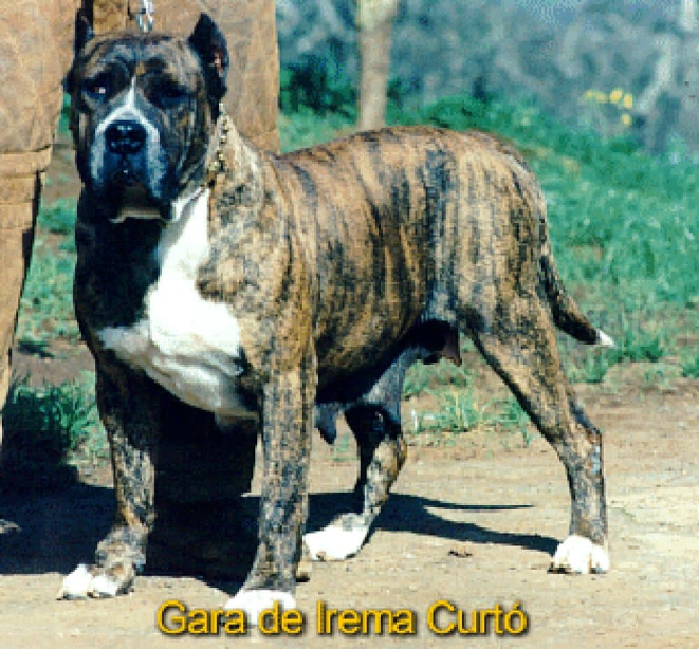 Gara de Irema Curtó