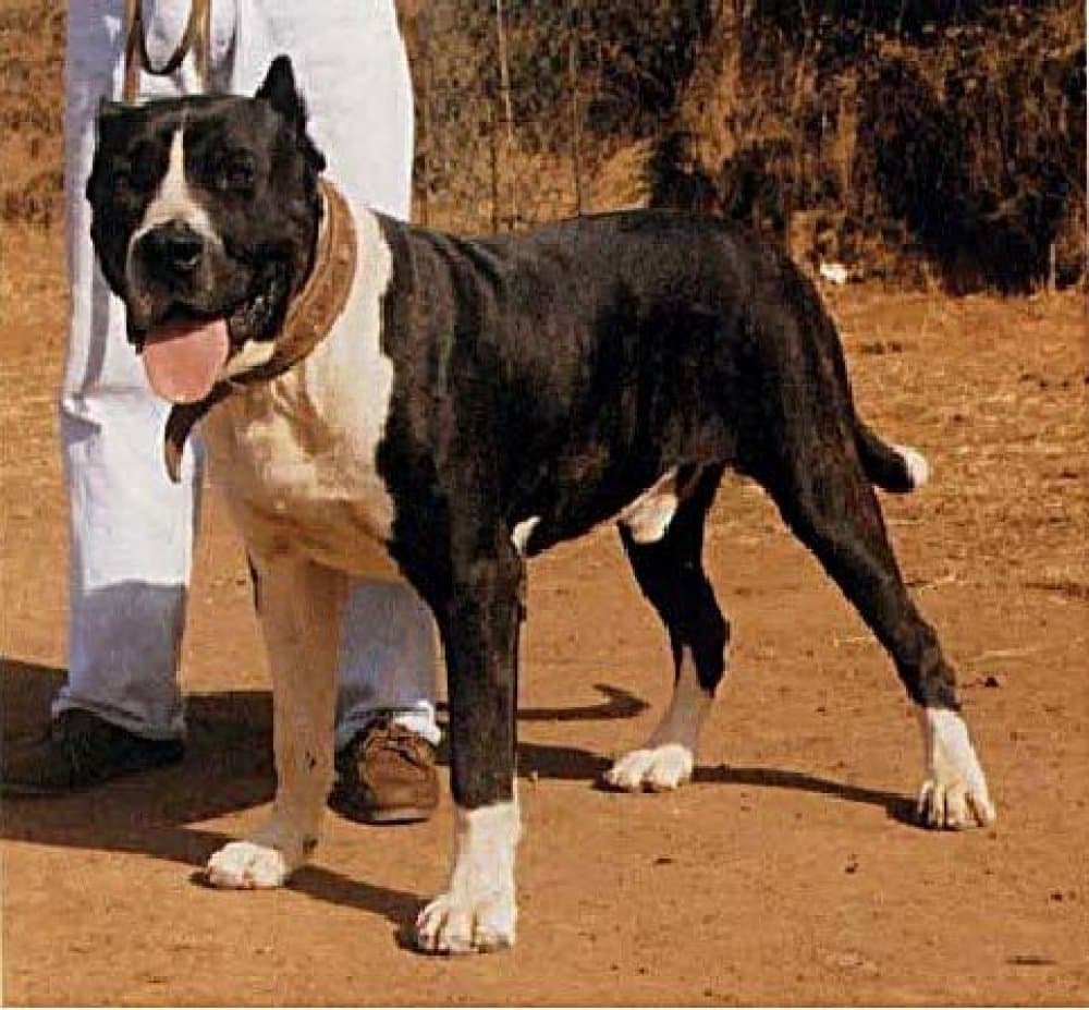 Chío de Irema Curtó