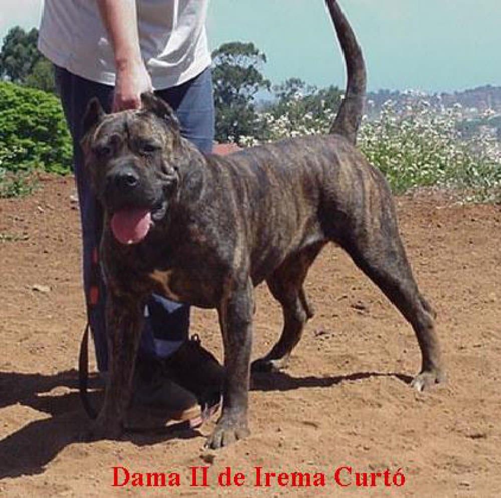 DAMA II DE IREMA CURTO