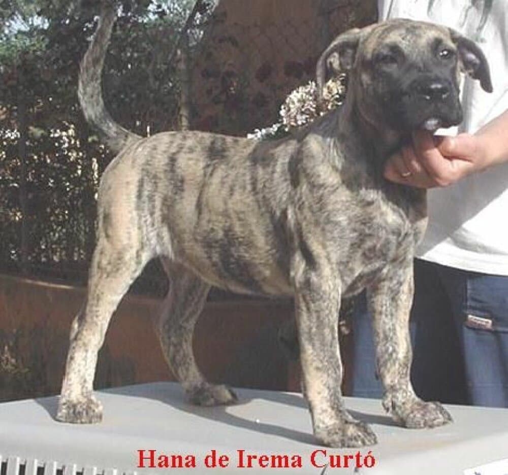 HANA DE IREMA CURTO (2003)
