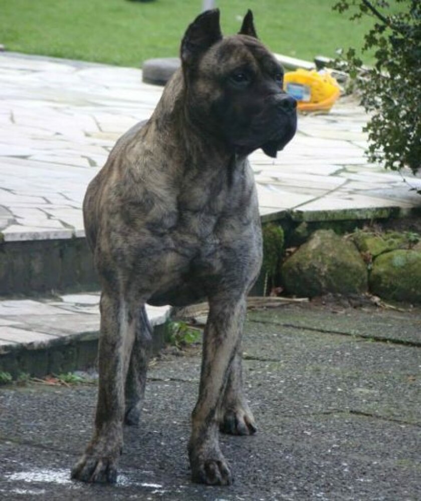 XANDR DE IREMA CURTO (AGNI)