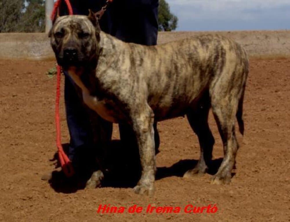 Hina de Irema Curto