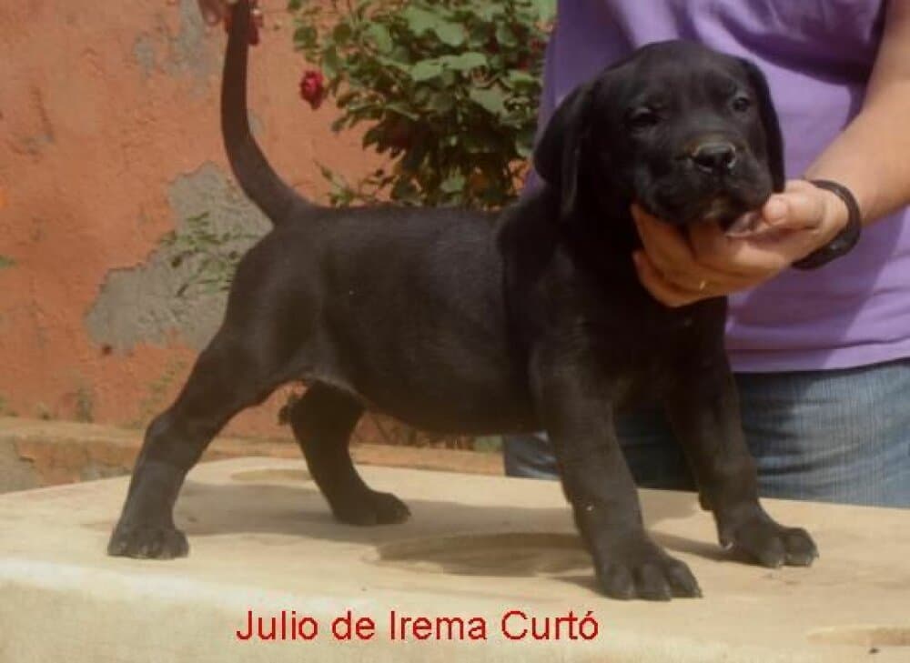 JULIO DE IREMA CURTO