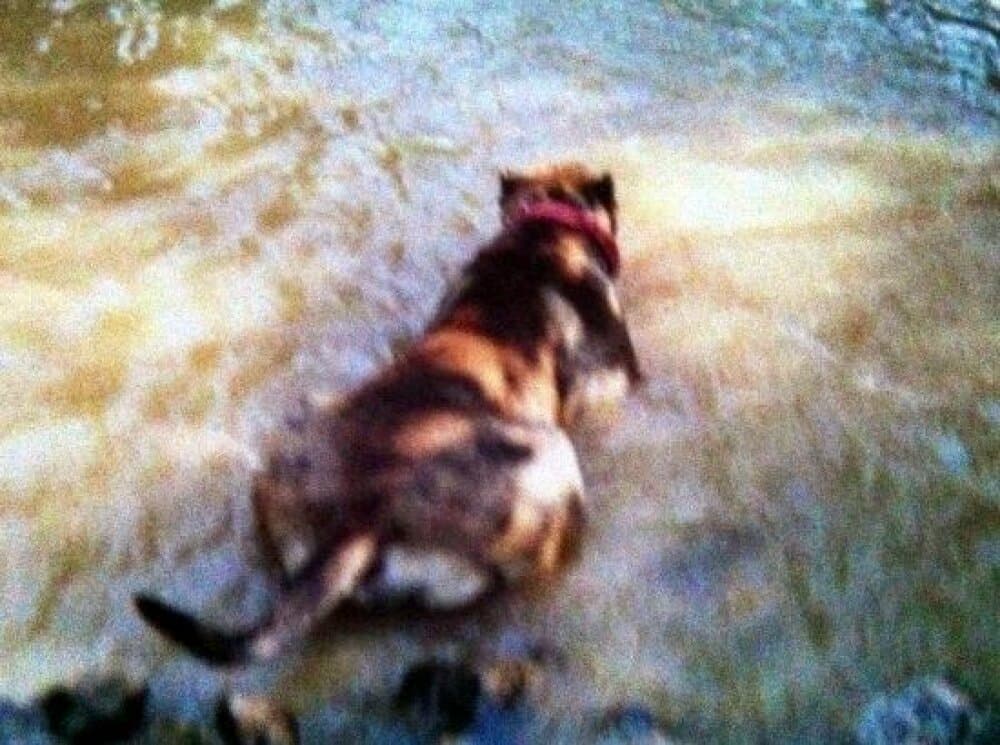 Nico de Irema Curtó, Perro de Presa Canario del criadero Irema Curtó