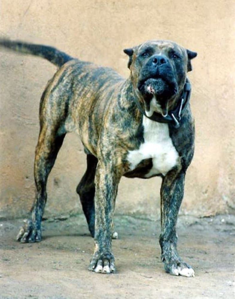 Tomás de Irema Curtó
