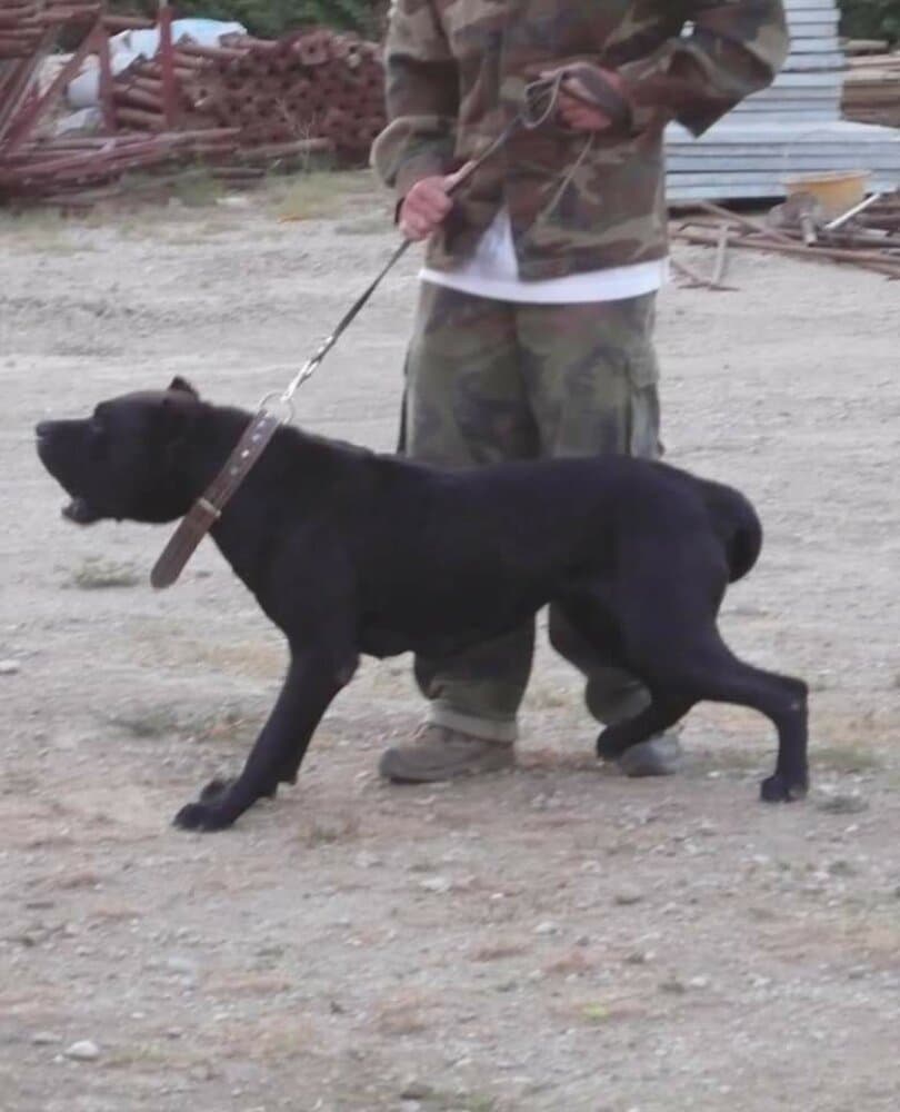 Prana de Irema Curtó, Perro de Presa Canario del criadero Irema Curtó