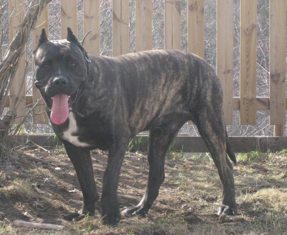 SAPOLO DE IREMA CURTO