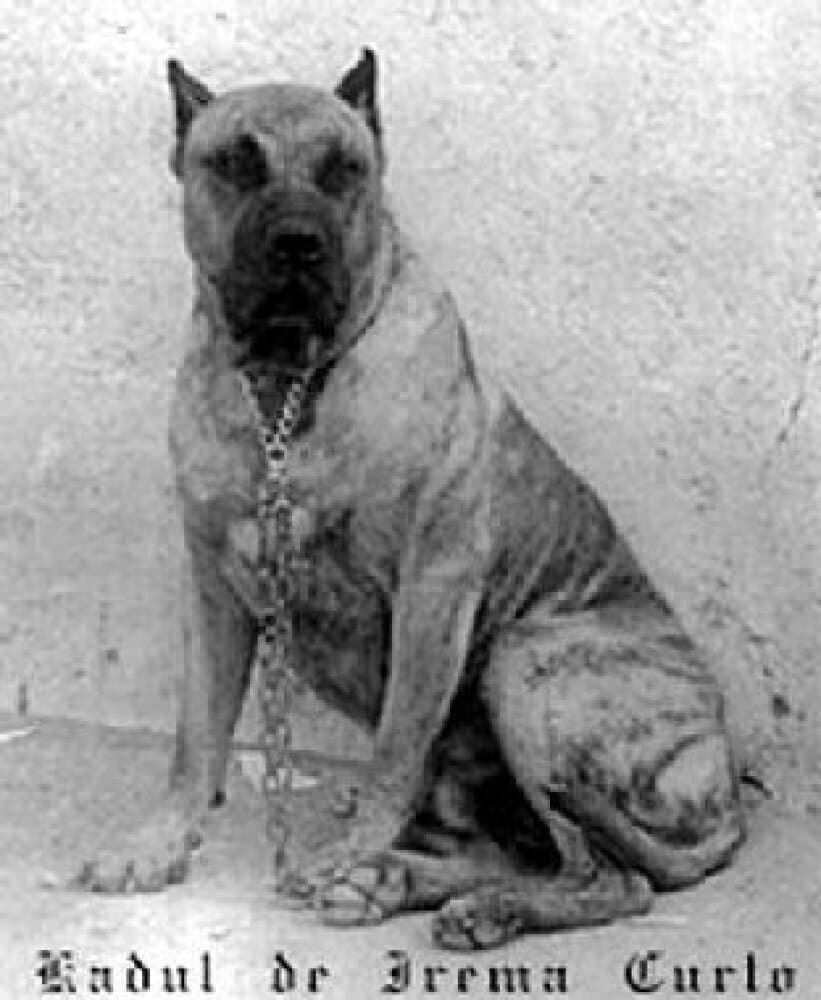 Kabul de Irema Curtó