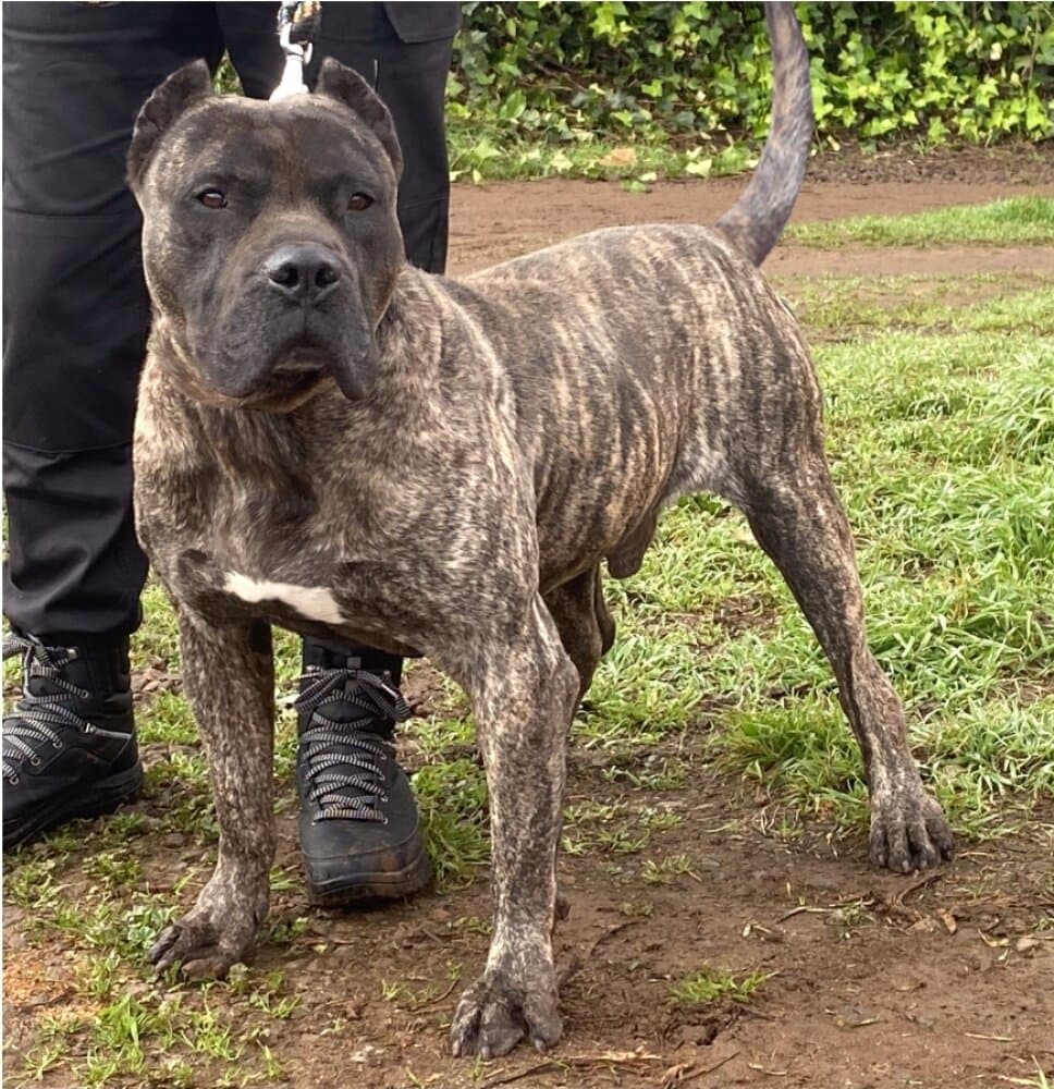 César de Irema Curtó, Perro de Presa Canario del criadero Irema Curtó