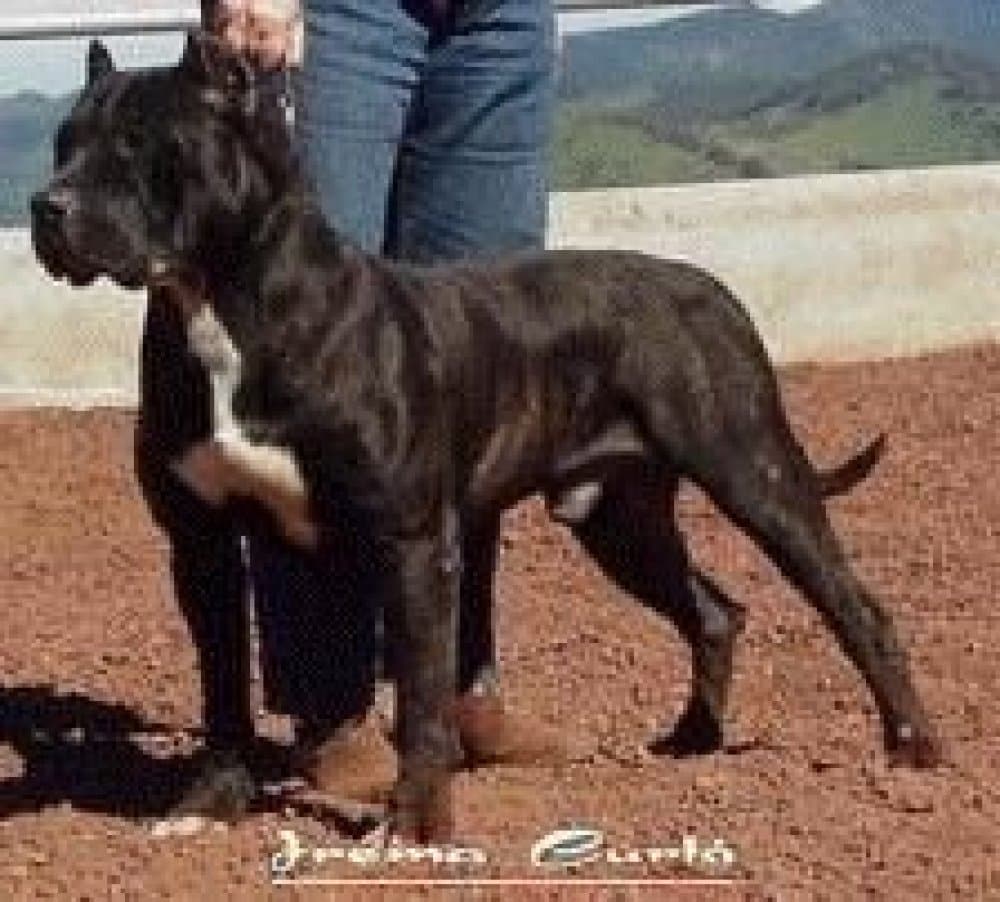 Safira de Irema Curtó