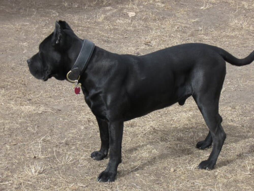 PYRRHO DE IREMA CURTO