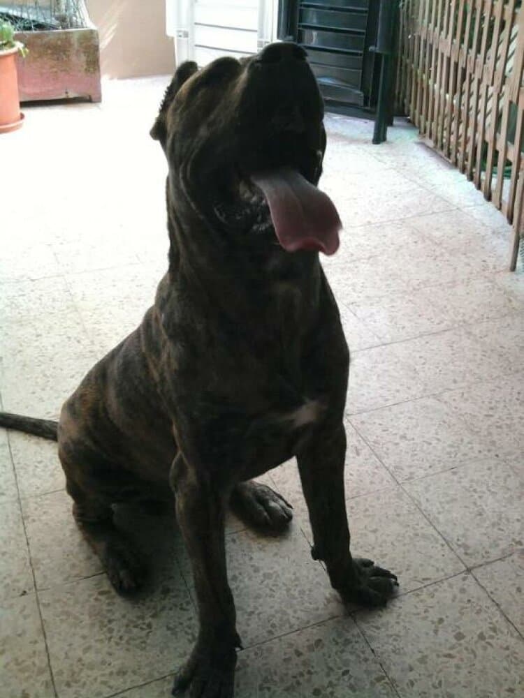 ARUN DE IREMA CURTO