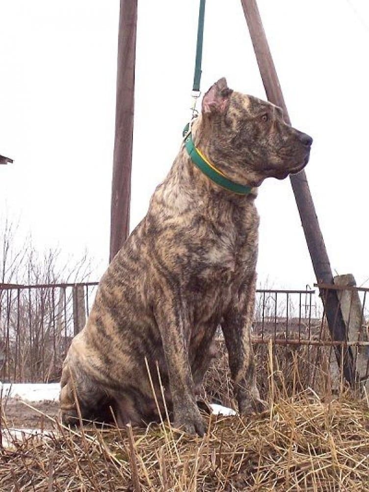 INCA DE IREMA CURTO