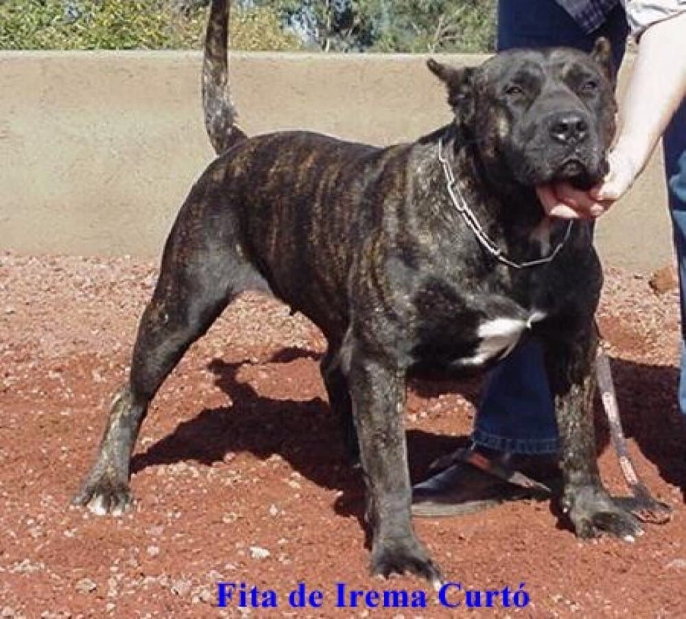 FITA DE IREMA CURTO