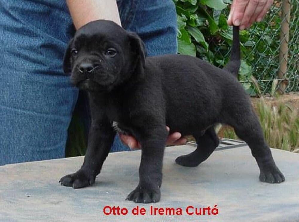 OTTO DE IREMA CURTÓ