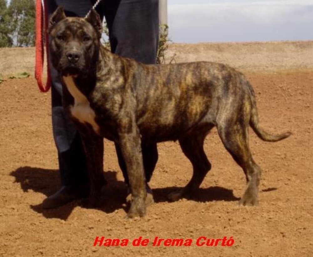 HANA DE IREMA CURTO