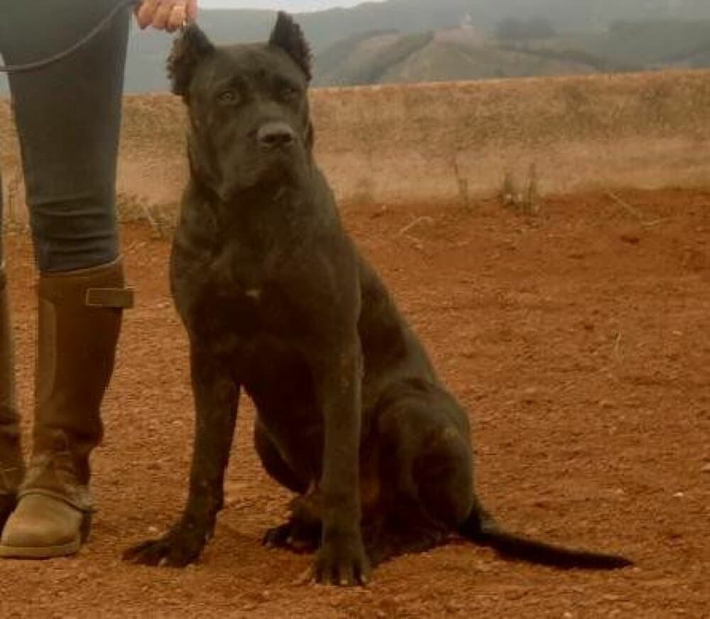 Dennis de Irema Curto