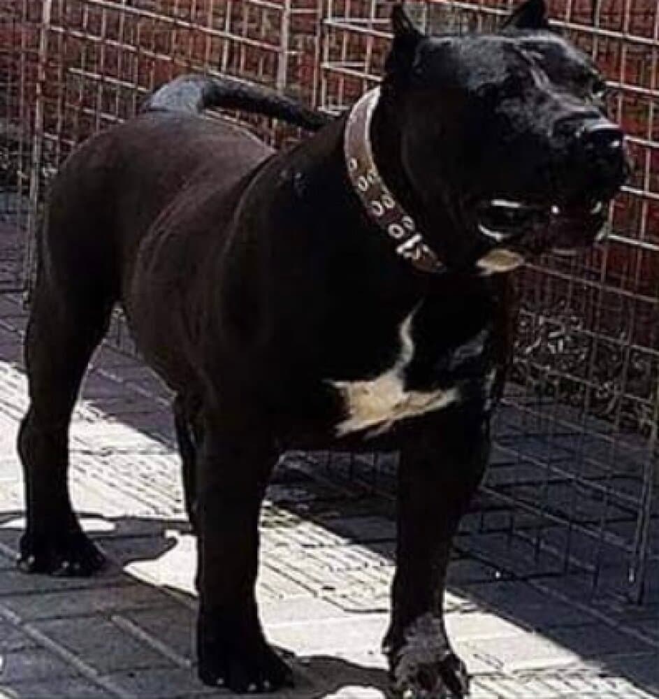 Yaco de Irema Curtó, Perro de Presa Canario del criadero Irema Curtó