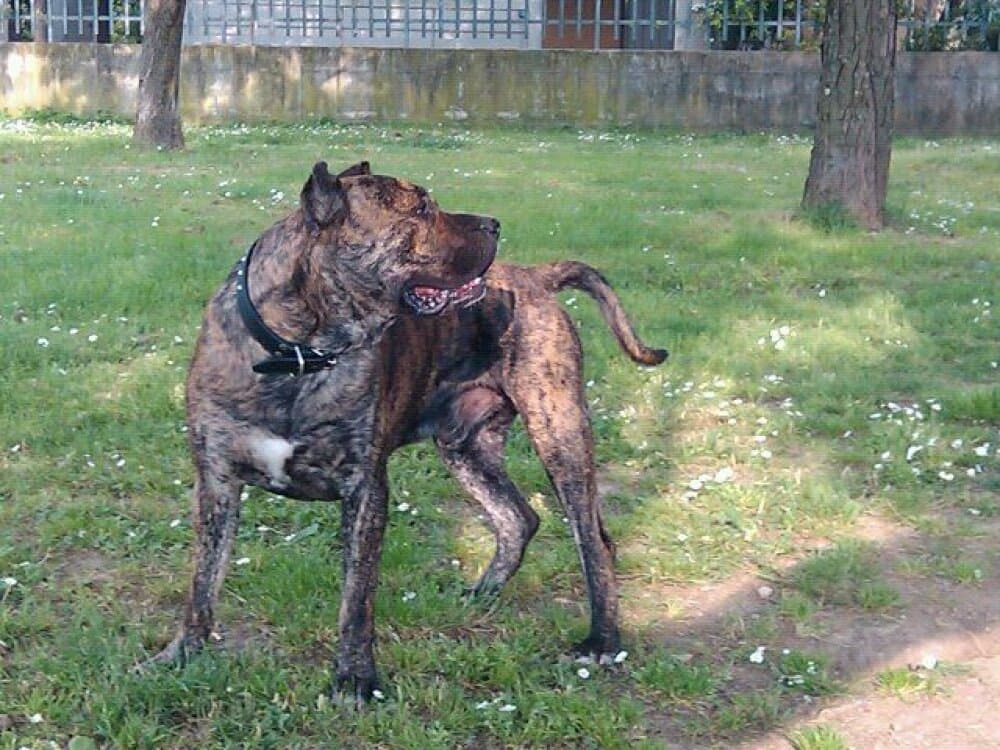 MACHO DE IREMA CURTO