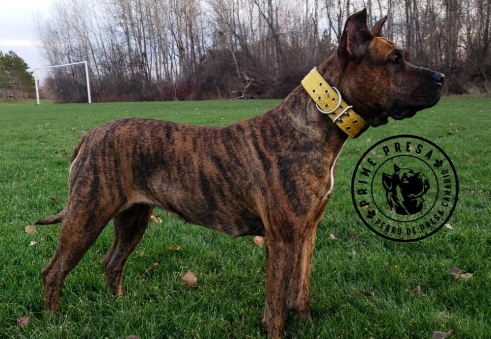Vita de Irema Curtó, Perro de Presa Canario del criadero Irema Curtó