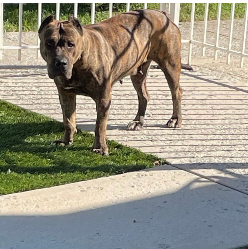 Daga de Irema Curtó, Perro de Presa Canario del criadero Irema Curtó