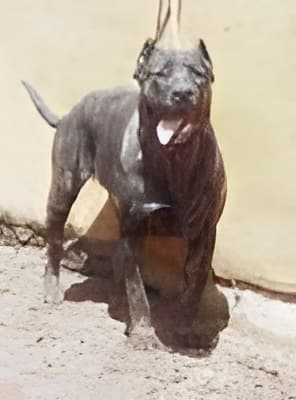 Bati de Irema Curto