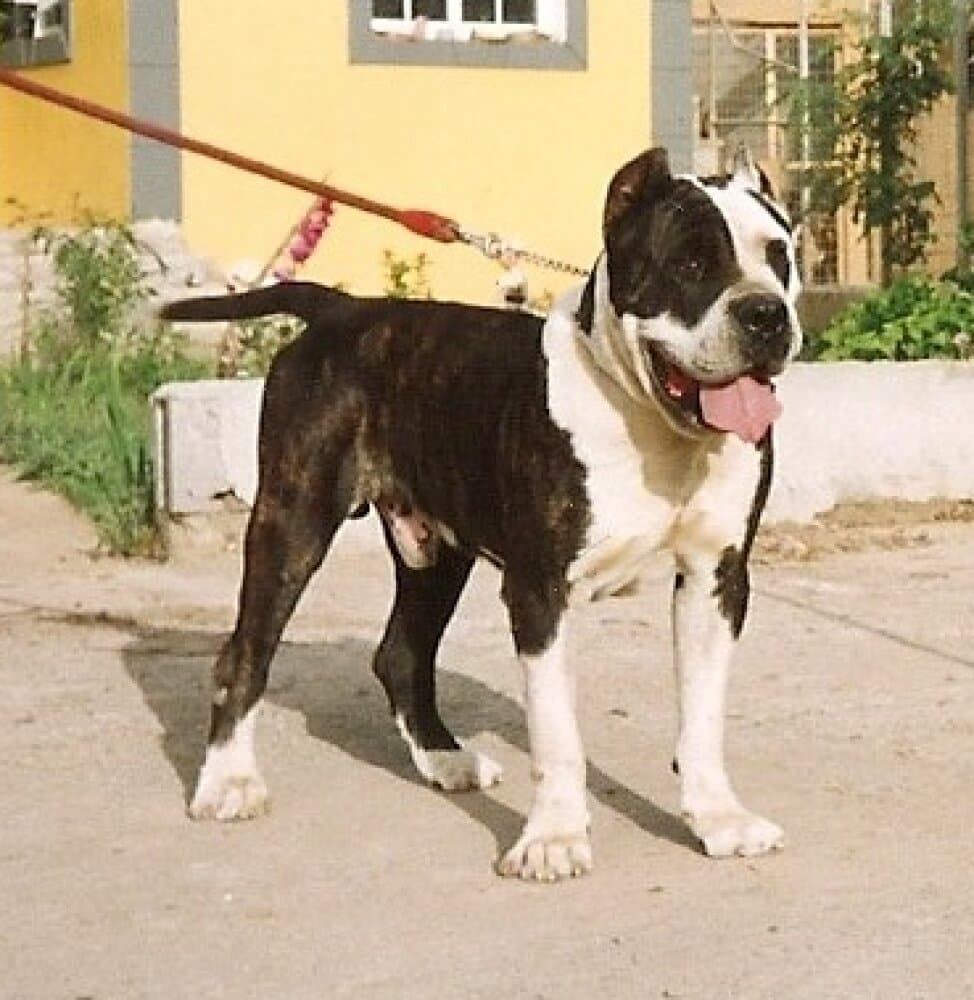 MORGAN DE IREMA CURTO