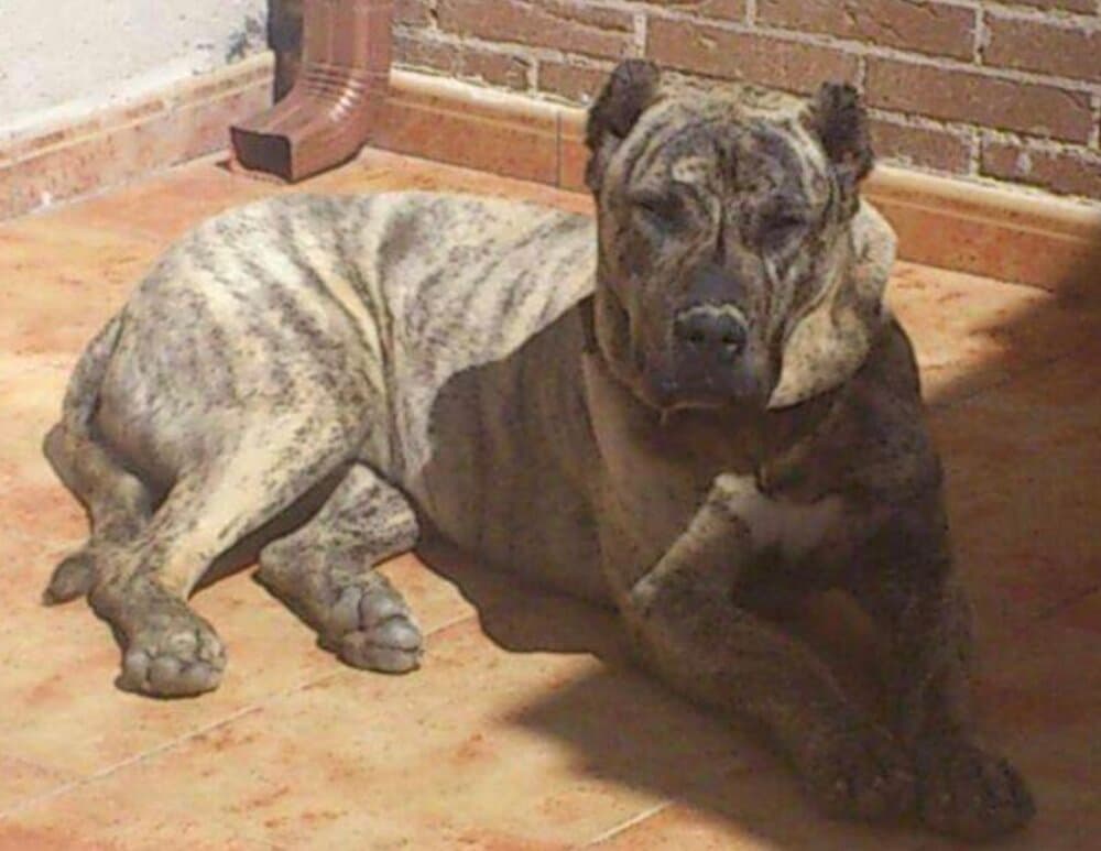 Venus de Irema Curtó, Perro de Presa Canario del criadero Irema Curtó