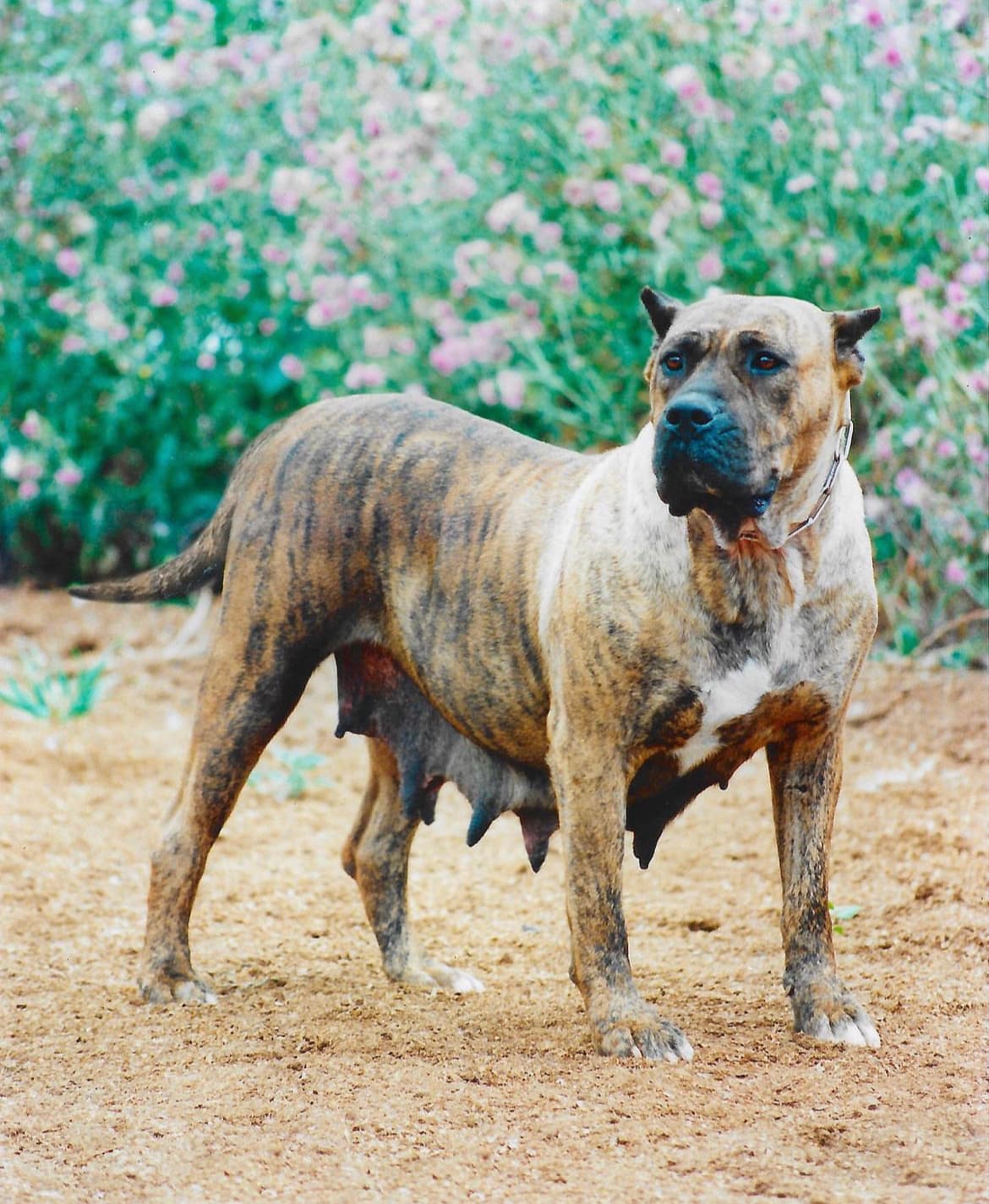 Perro de Presa Canario de Irema Curtó
