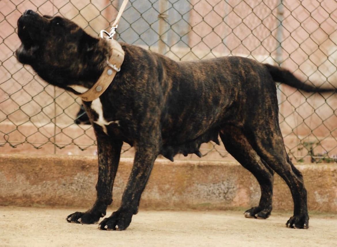 Perro de Presa Canario de línea Majorero, Irema Curtó
